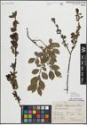 Foto von Salix myrsinifolia Salisb.